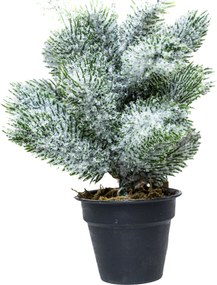 Mini műfenyő cserépben 22 cm Hó nélküli