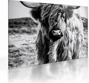 Kép - Highland - skót tehén (üvegen) (70x50 cm)