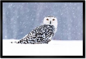 Poszterek keretben 60x40 Madarak