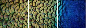 Kép - Pávatollak (órával) (90x30 cm)
