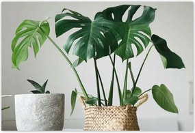 Poszterek 185x125 Mosnter levelek lyukas