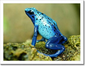 Poszterek keretben 40x30 Kék béka Azúrkék fa