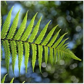 Poszterek 140x140 Páfrány páfrány levél