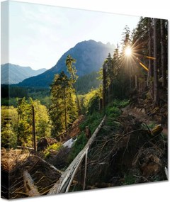 Vászonkép 60x60 Hegyek Napfény Erdő Ösvény