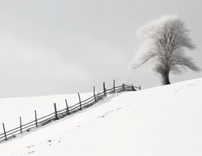 Poszter 65x50cm Magány a télben a kerítésnél