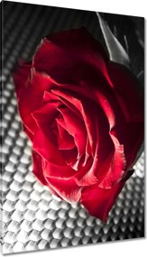 Vászonkép 80x120 Rózsa egy nőnek