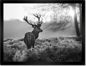 Poszter keretben 40x30 Fekete-fehér szarvas