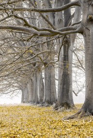 Poszter 67,5x100cm Fák egy sorban sárga levelek, Assaf Frank