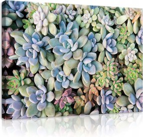 Vászonkép 80x60 Pozsgás növények közelkép pasztell zöld nyugalom harmónia