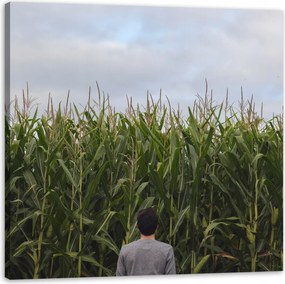 Vászonkép Természet Kukoricamező 60x60 cm