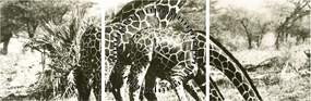 Kép - Zsiráfok, vintage (órával) (90x30 cm)