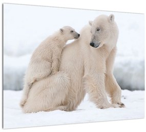 Kép - Jegesmedvék (70x50 cm)