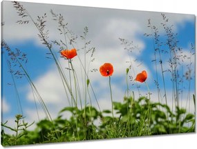 Vászonkép 90x60 Vörös mezei pipacsok