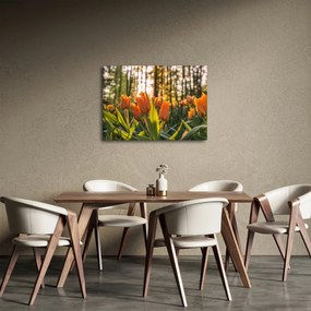 Narancssárga tulipán képe (70x50 cm)