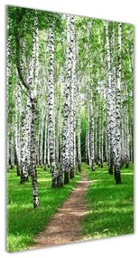 Üvegfotó Nyírfa erdő osv-72008016