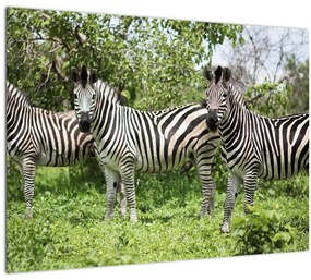 Zebrák képe (70x50 cm)
