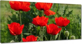 Vászonkép 120x60 Pipacs Virágok