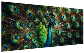 Kép – Pávatoll (120x50 cm)