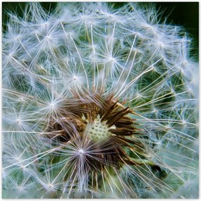 Poszterek 100x100 Pitypang Virág Virágok