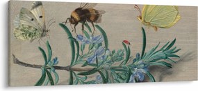 Kép - Jan van Kessel the Elder, Insects and a Sprig of Rosemary, reprodukciók (120x50 cm)