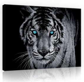 Vászonkép, Kékszemű tigris 80x60 cm méretben