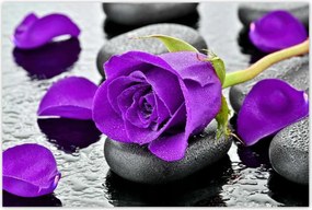 Poszterek 120x80 Lila rózsa kövek