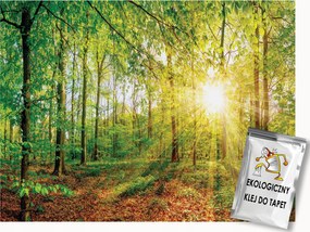 Fotótapéta Flizelina Természet Erdő Tavasz Fák Nap 200x140 ragasztó