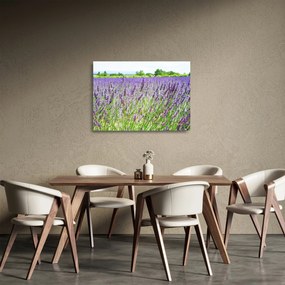 Egy mező képe a levendulával (üvegen) (70x50 cm)