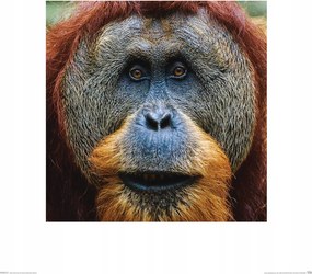 Poszter 40x40 cm orángután arc közelről majom