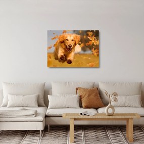 Üveg kép - Golden Retriever (70x50 cm)