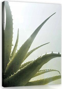 Vászonkép 40x60 Aloe vera növény természet zöld fény árnyék frissesség
