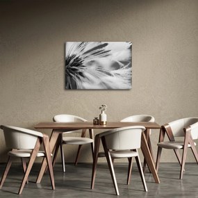 Kép - Makró, fekete-fehér (70x50 cm)
