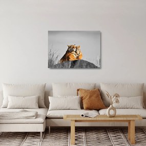 Kép - Tigris és a kölyke, fekete-fehér változat (üvegen) (70x50 cm)