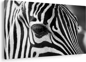 Zebra képe (90x60 cm)