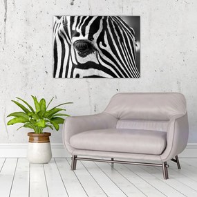 Zebra képe (70x50 cm)