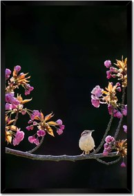 Poszterek keretben 40x60 Madarak