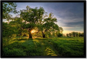 Poszterek keretben 60x40 Rogalin tölgyek