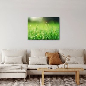 Kép - harmatos fű (70x50 cm)