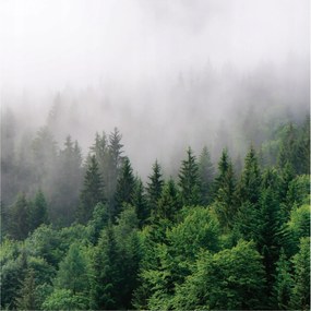 Fotótapéta Méretre Erdő a ködben 3D Fák Ragasztó