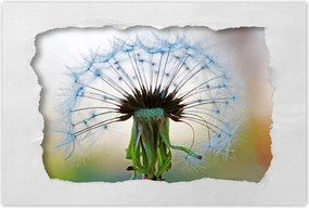 Poszterek 120x80 Pitypang Virág Virágok