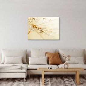 Kép - Makro fotó pitypangról (70x50 cm)