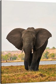 Vászonkép Nagy Szürke Elefánt a szavannán 80x120 cm Ideális ajándék