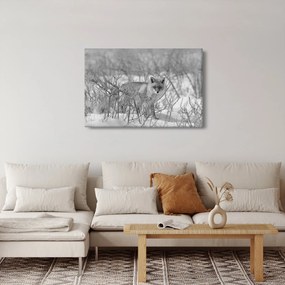 Kép - Róka, fekete, fehér (90x60 cm)