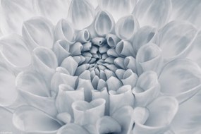 Poszter 30x20cm Dália virág 2, Assaf Frank