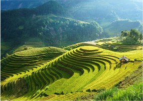Üveg kép - Rice Terraces koncert (70x50 cm)