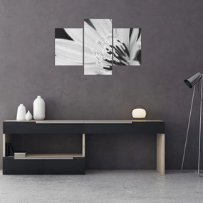 Kép - Fekete-fehér virág (90x60 cm)