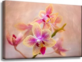 Botanika Orchidea orchidea vászonkép 60x40