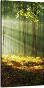 Vászonkép Fény az erdőben Természet Fák 40x80 cm Ajándéknak is tökéletes