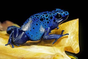 Fotográfia Dendrobates azureus (blue poison dart frog), Paul Starosta