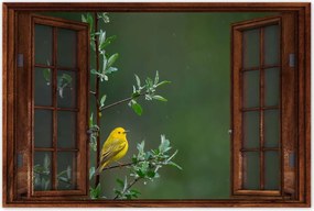 Poszterek 90x60 Madarak